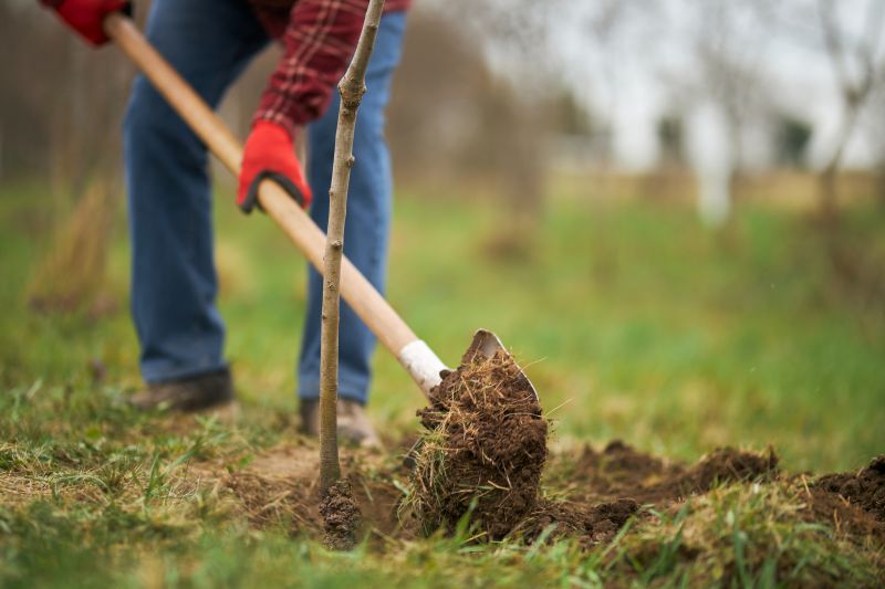 Cherry Tree Planting in Honolulu, HI