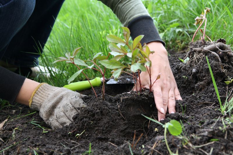 Perennials Planting in Honolulu, HI