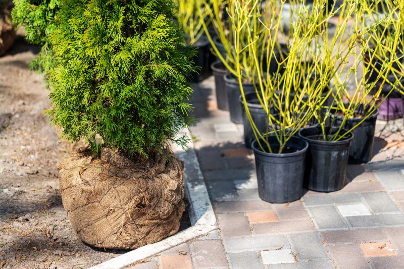 Privacy Hedge Planting in Ventura County, CA