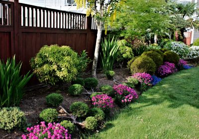 Privacy Shrub Installation in Honolulu, HI