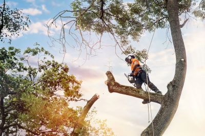 Shrub Care Service in Reno, NV