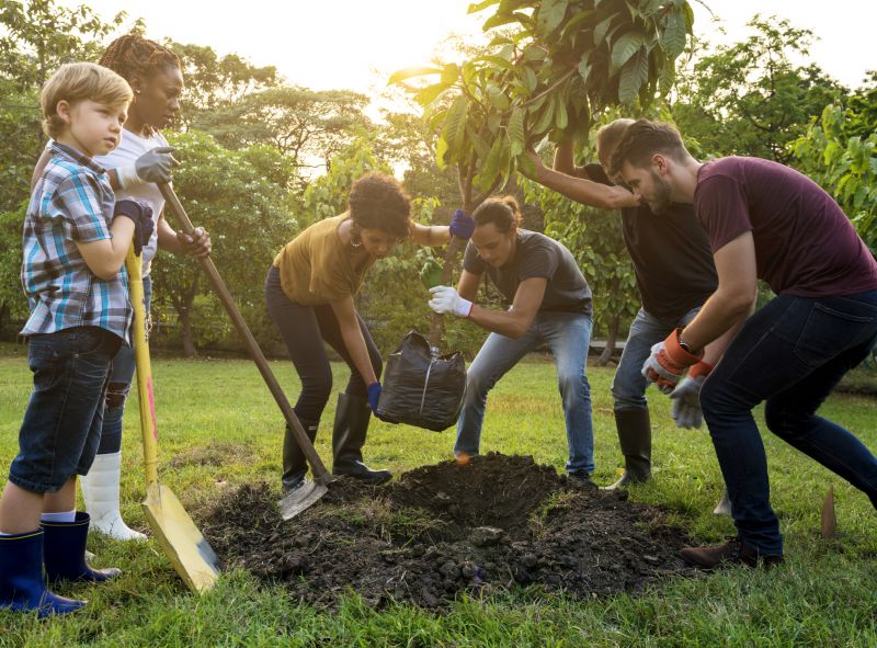 Tree Installation Service in Ventura County, CA
